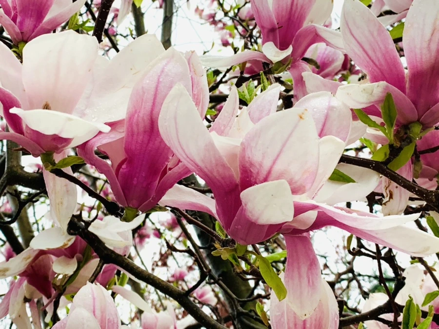 IMG_2379.jpg?type=w966