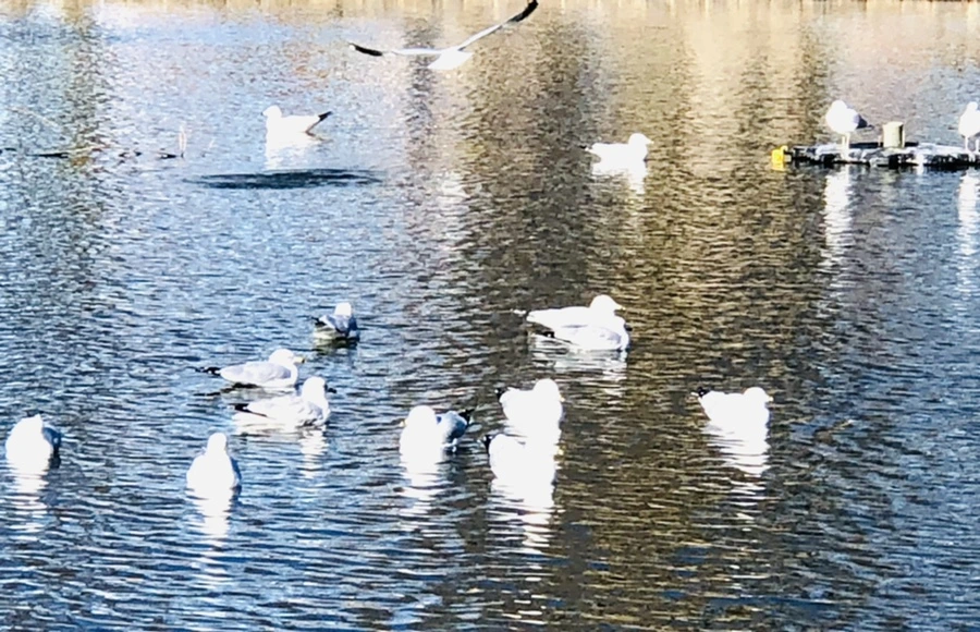 IMG_9724.jpg?type=w966