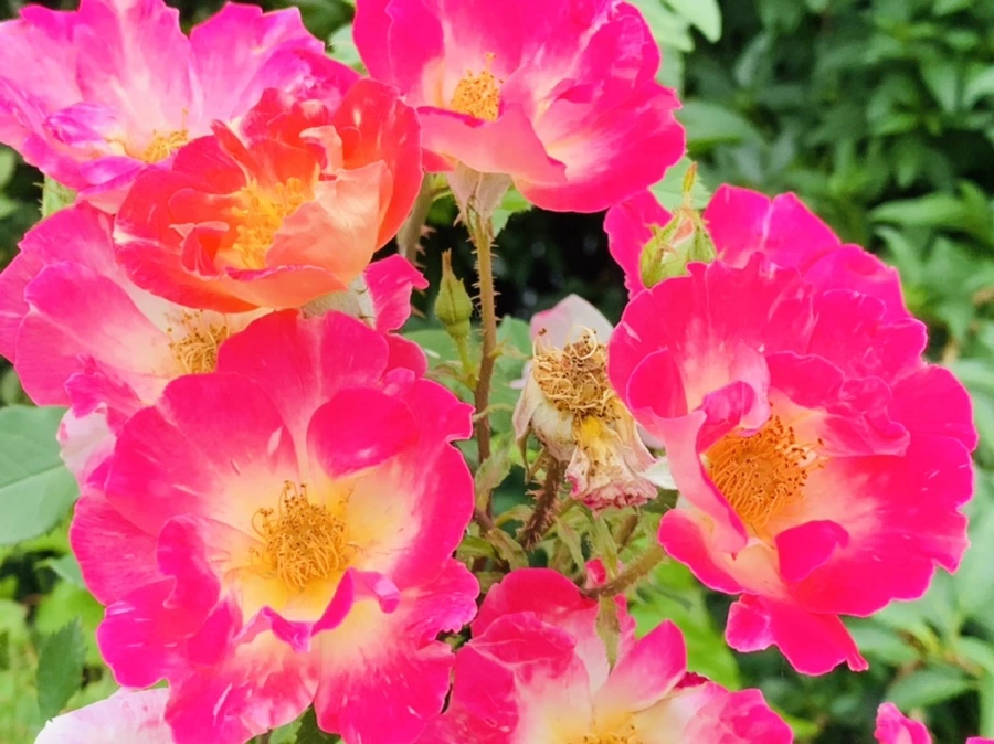 IMG_2523.jpg?type=w966