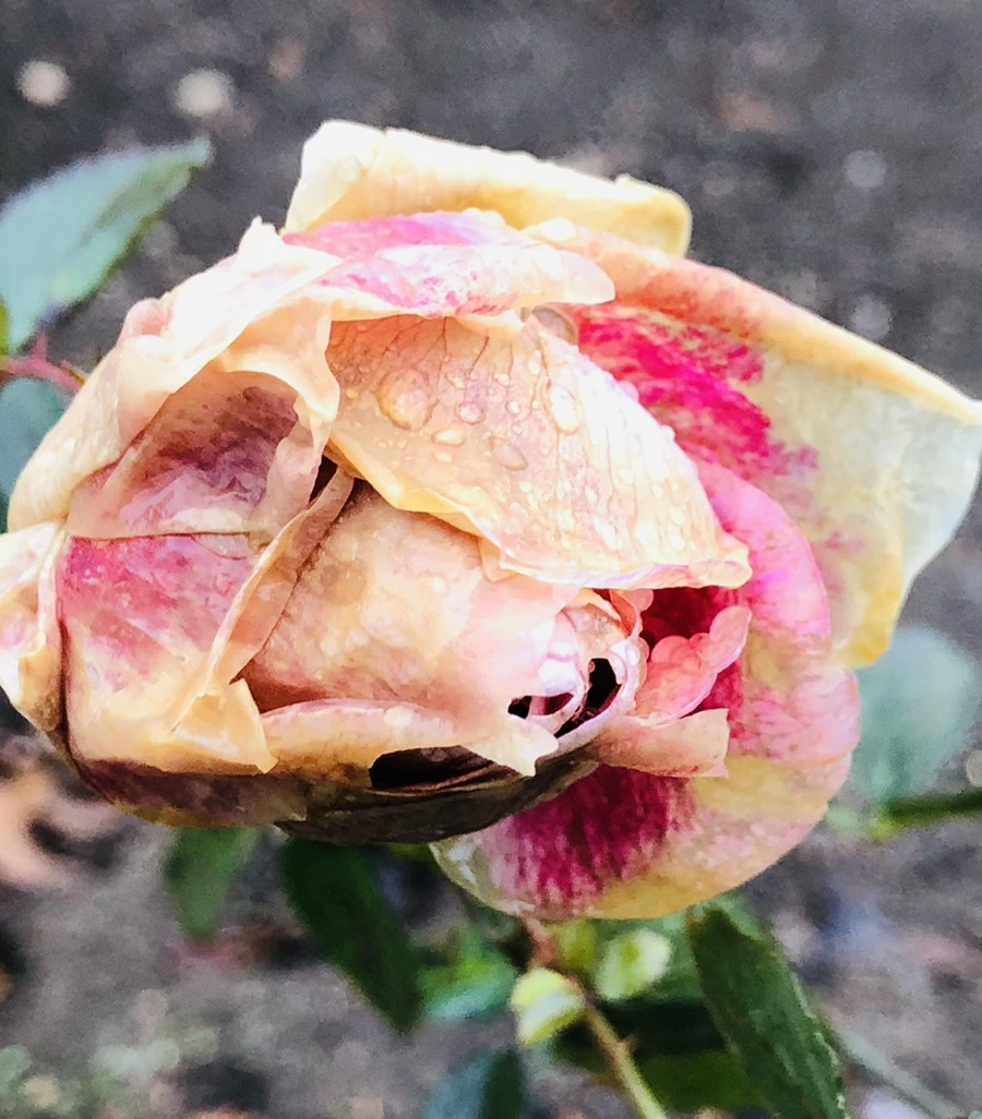 IMG_8091.jpg?type=w966