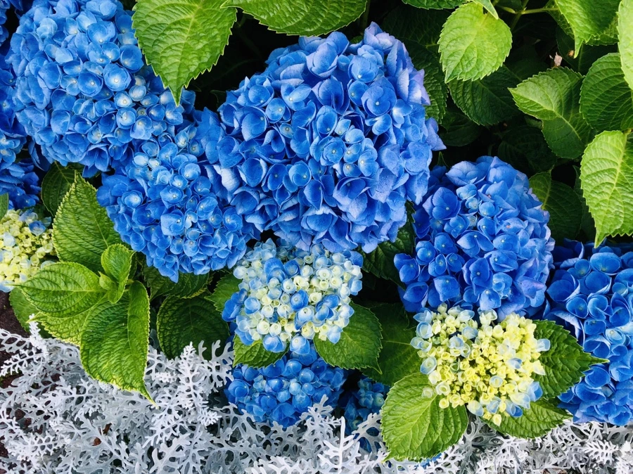 IMG_0068.jpg?type=w966