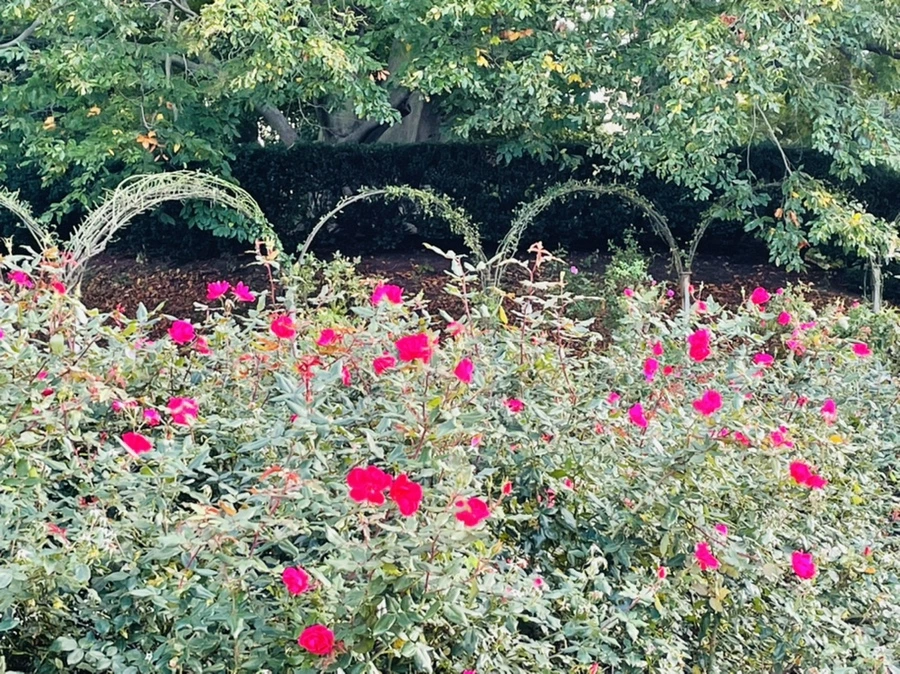 IMG_0212.jpg?type=w966