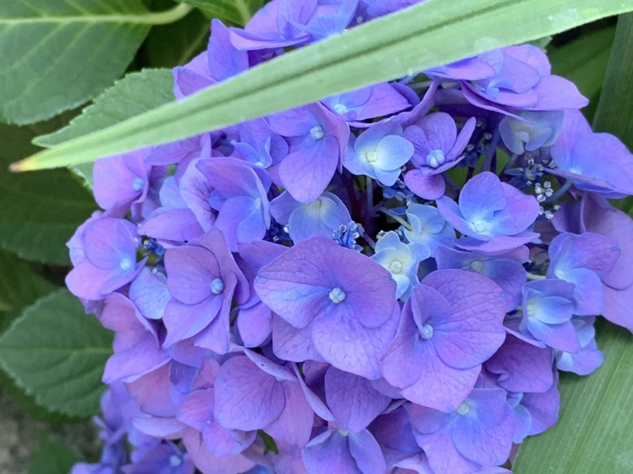 IMG_8312.jpg?type=w966