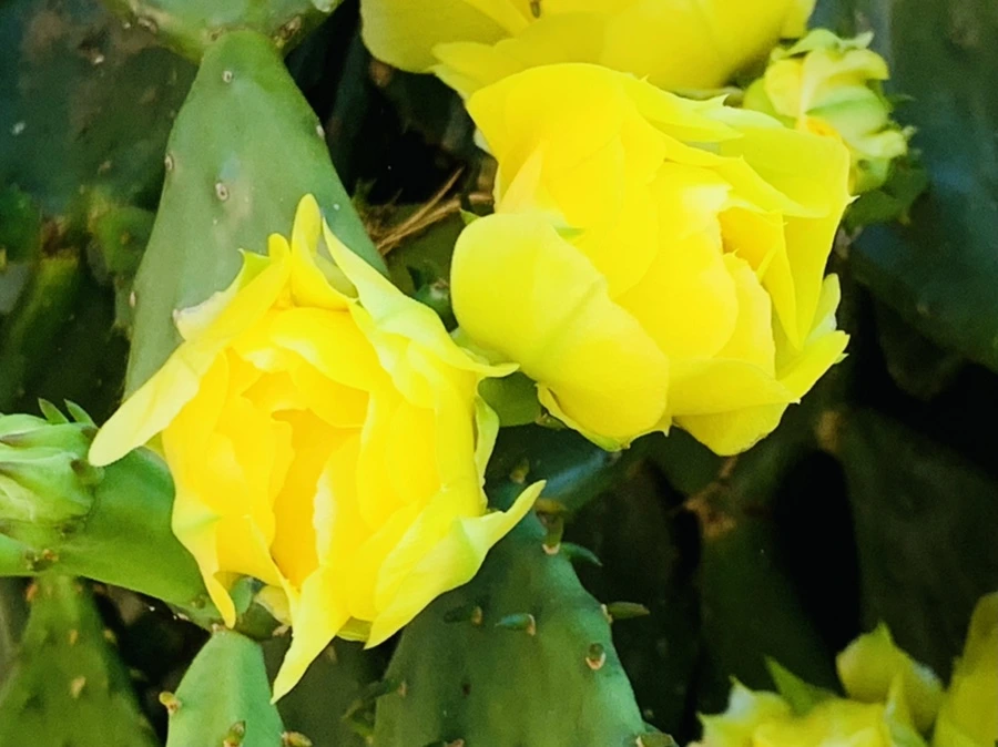 IMG_4363.jpg?type=w966