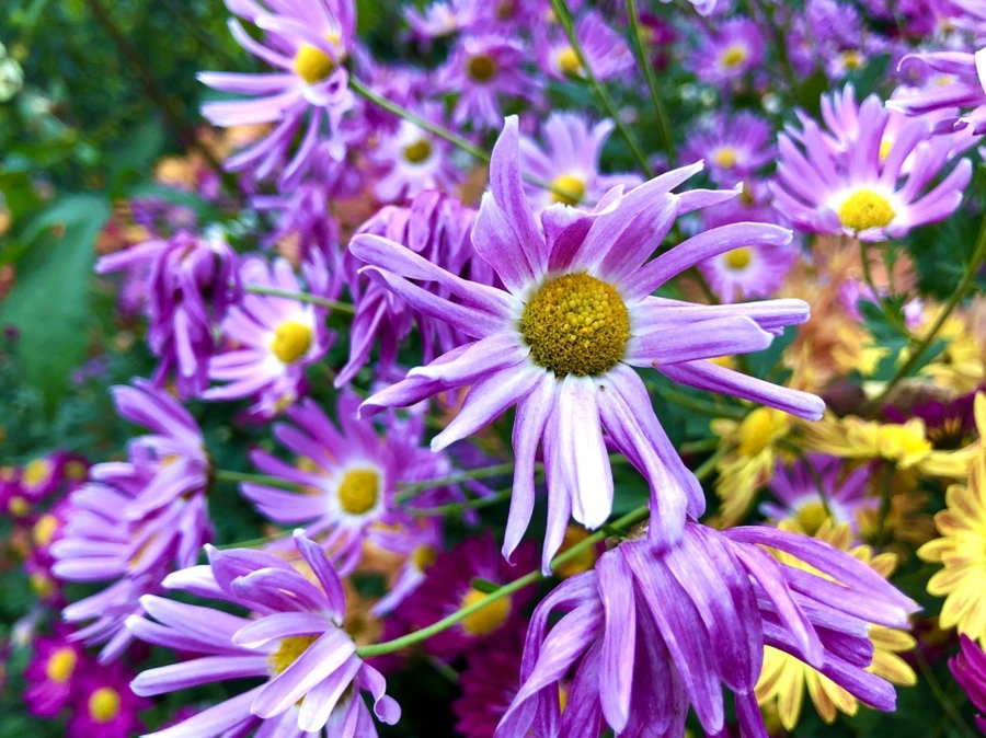 IMG_2677.jpg?type=w966