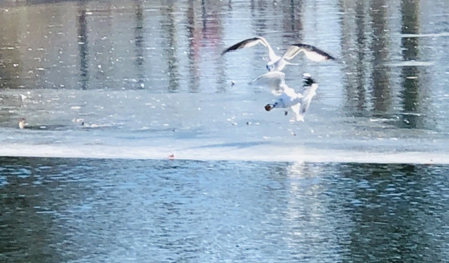 IMG_5558.jpg?type=w966