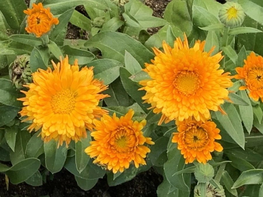 IMG_2949.jpg?type=w966