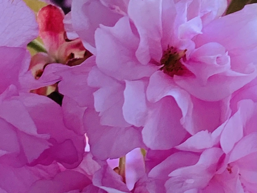 IMG_7395.jpg?type=w966