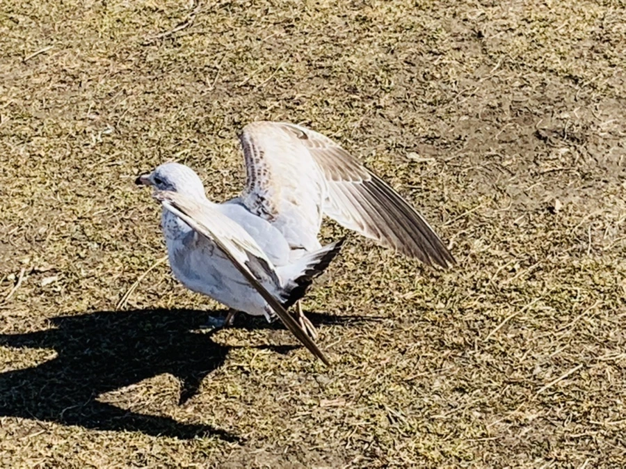 IMG_9320.jpg?type=w966