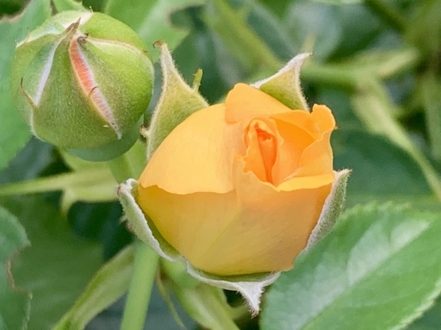 IMG_2940.jpg?type=w966