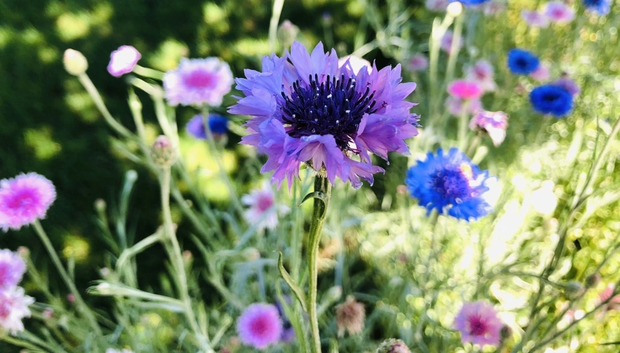 IMG_8542.jpg?type=w966