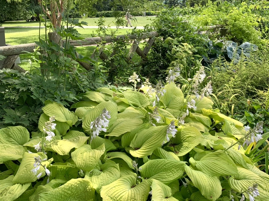 IMG_6829.jpg?type=w966