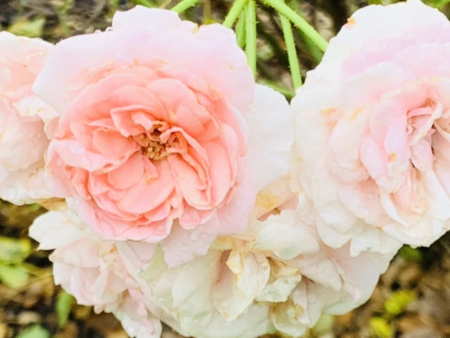 IMG_0951.jpg?type=w966