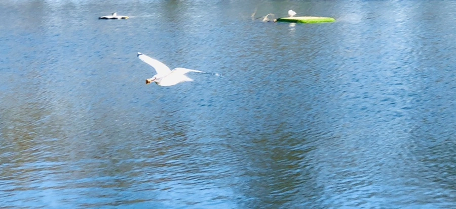 IMG_1302.jpg?type=w966