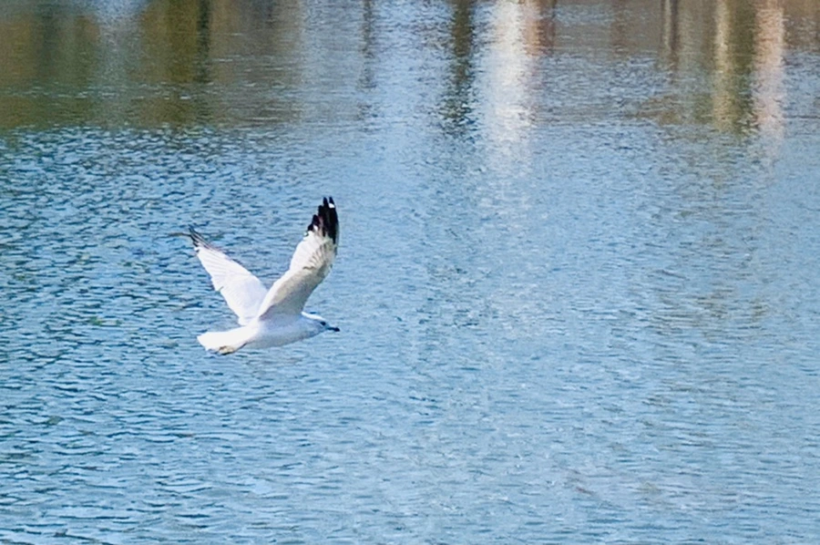 IMG_9366.jpg?type=w966