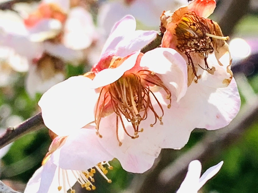 IMG_4222.jpg?type=w966