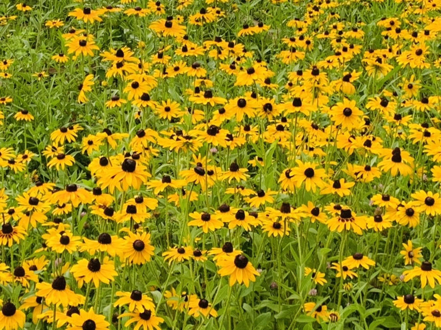 IMG_6852.jpg?type=w966