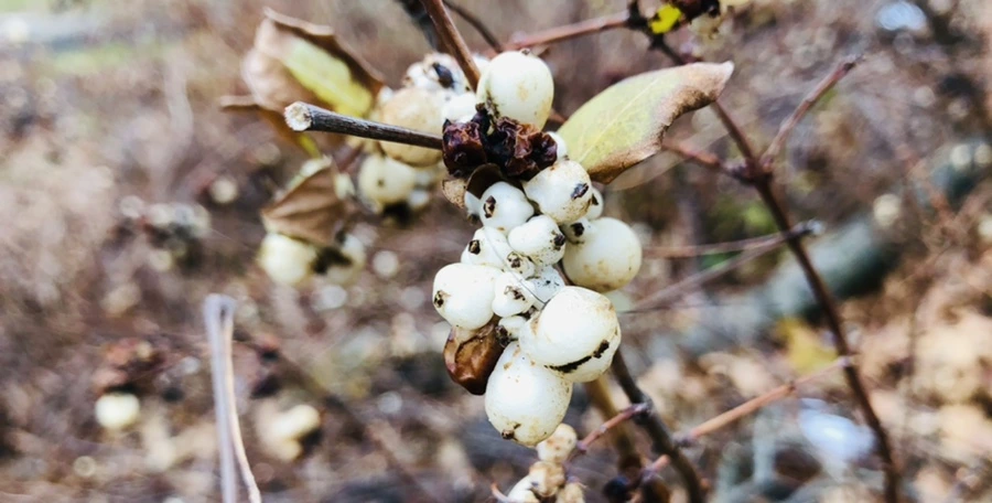 IMG_9821.jpg?type=w966