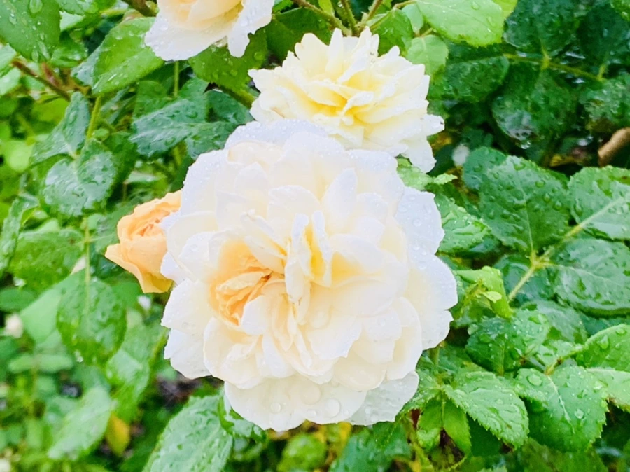 IMG_8803.jpg?type=w966