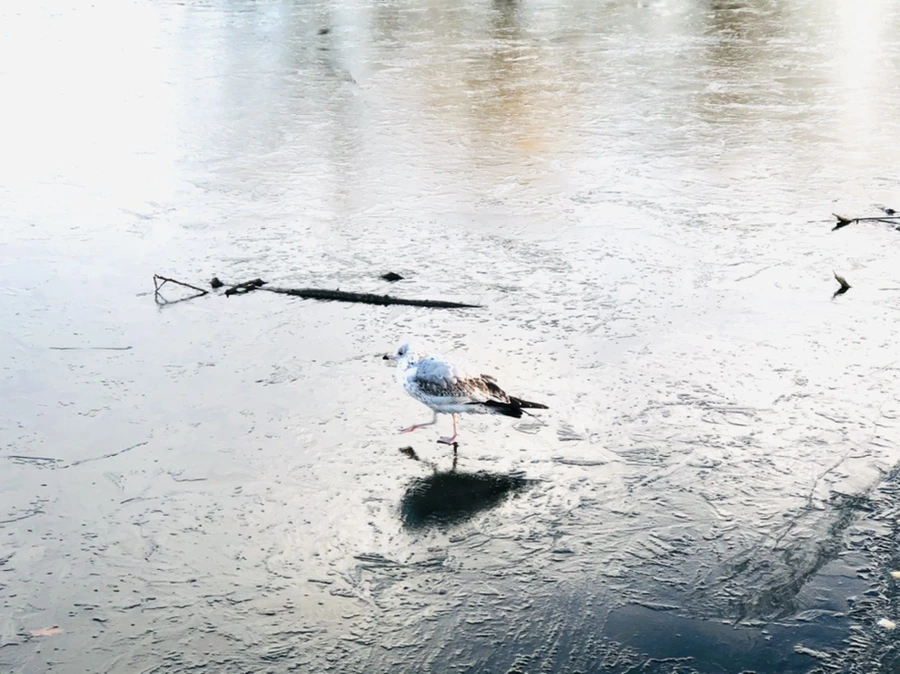 IMG_0832.jpg?type=w966