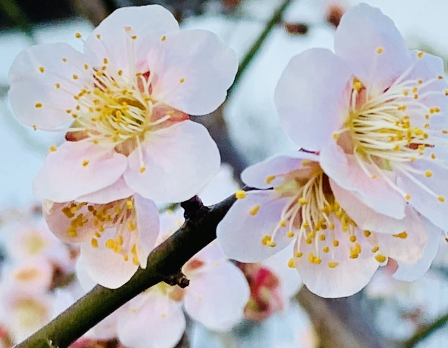 IMG_0872.jpg?type=w966