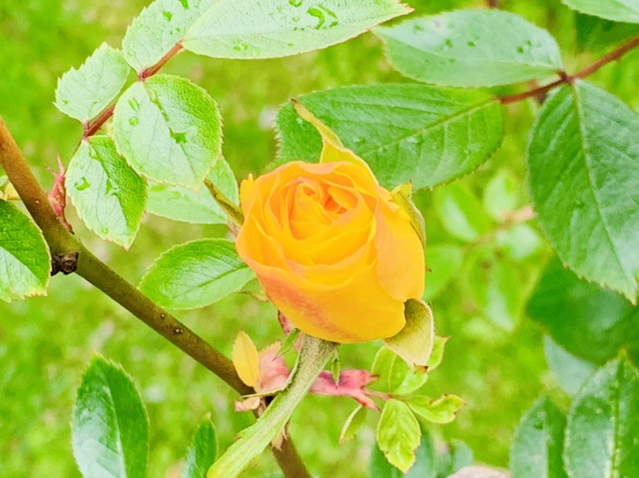 IMG_0979.jpg?type=w966