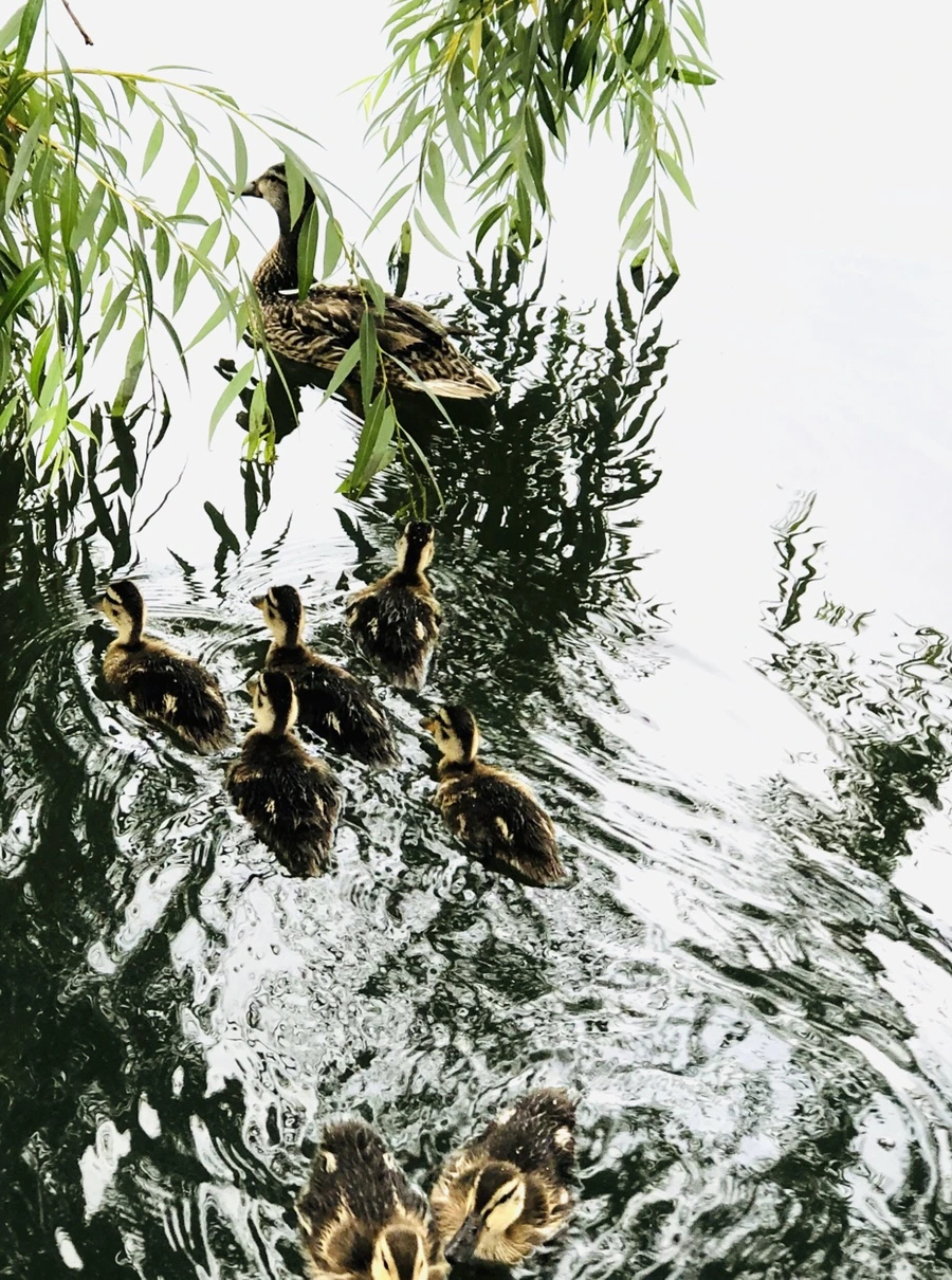 IMG_3148.jpg?type=w966