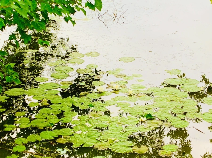 IMG_7824.jpg?type=w966