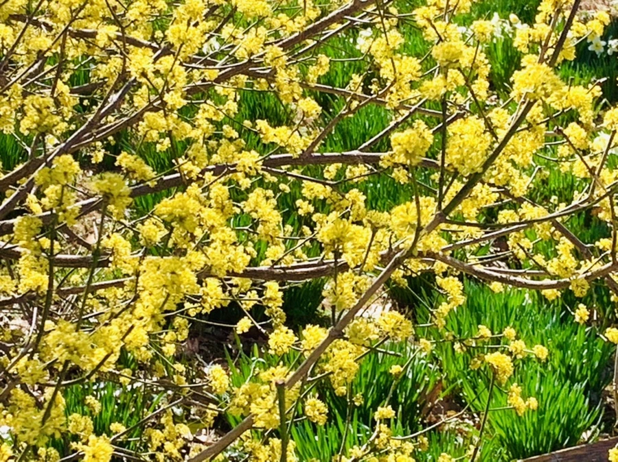 IMG_5675.jpg?type=w966