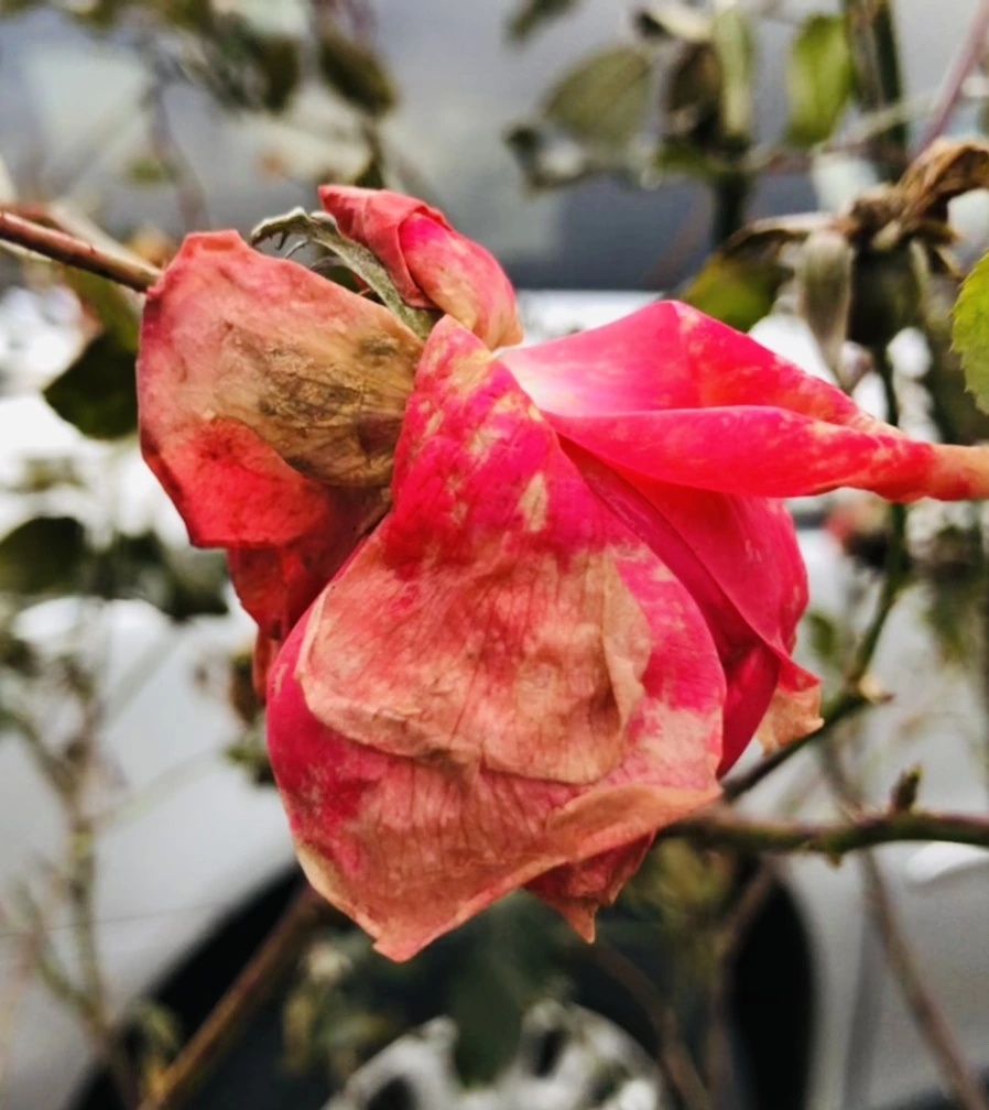 IMG_8186.jpg?type=w966