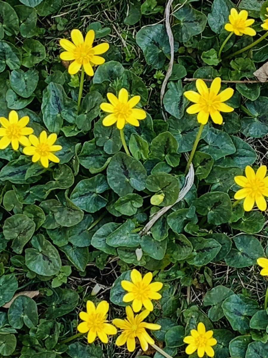 IMG_4537.jpg?type=w966