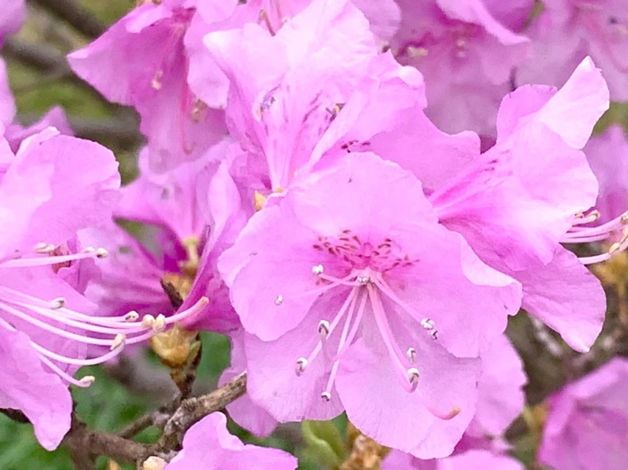 IMG_5969.jpg?type=w966