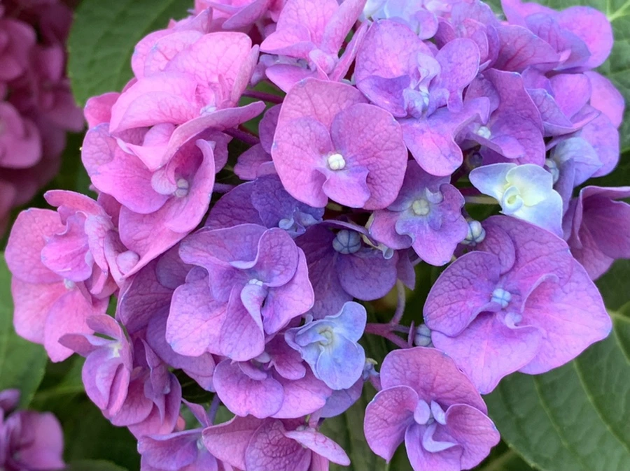 IMG_8315.jpg?type=w966