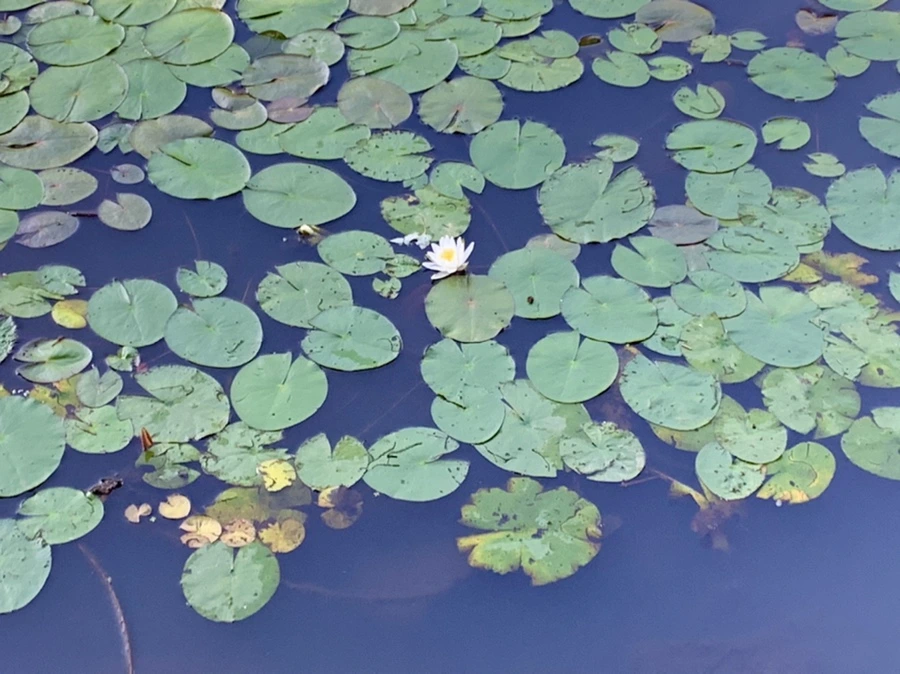 IMG_4266.jpg?type=w966