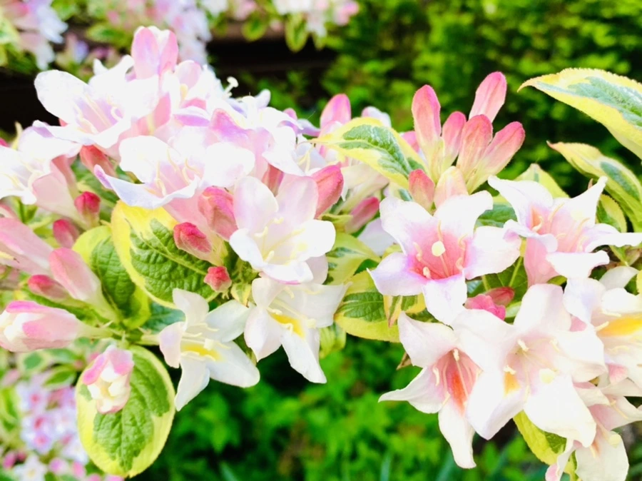 IMG_1931.jpg?type=w966