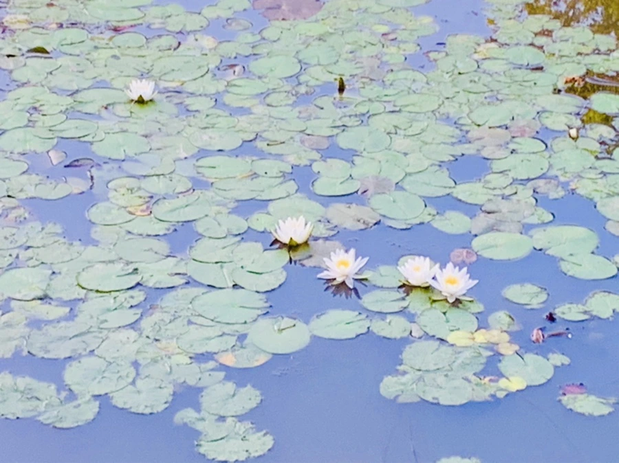 IMG_6403.jpg?type=w966