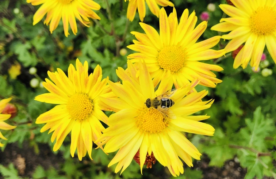 IMG_1824.jpg?type=w966