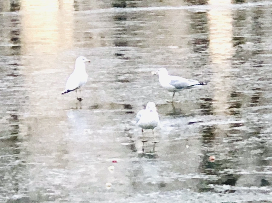 IMG_1944.jpg?type=w966