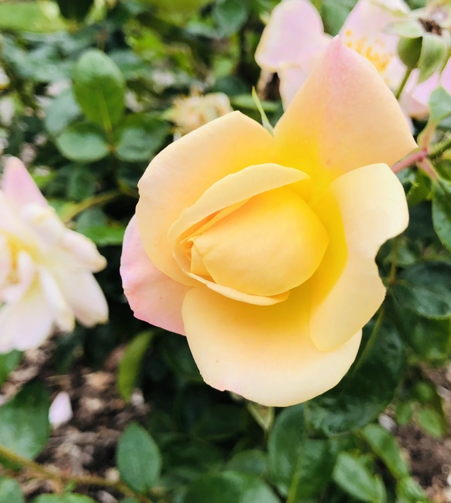 IMG_2246.jpg?type=w966