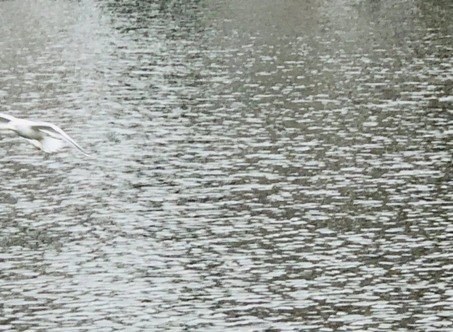 IMG_9593.jpg?type=w966