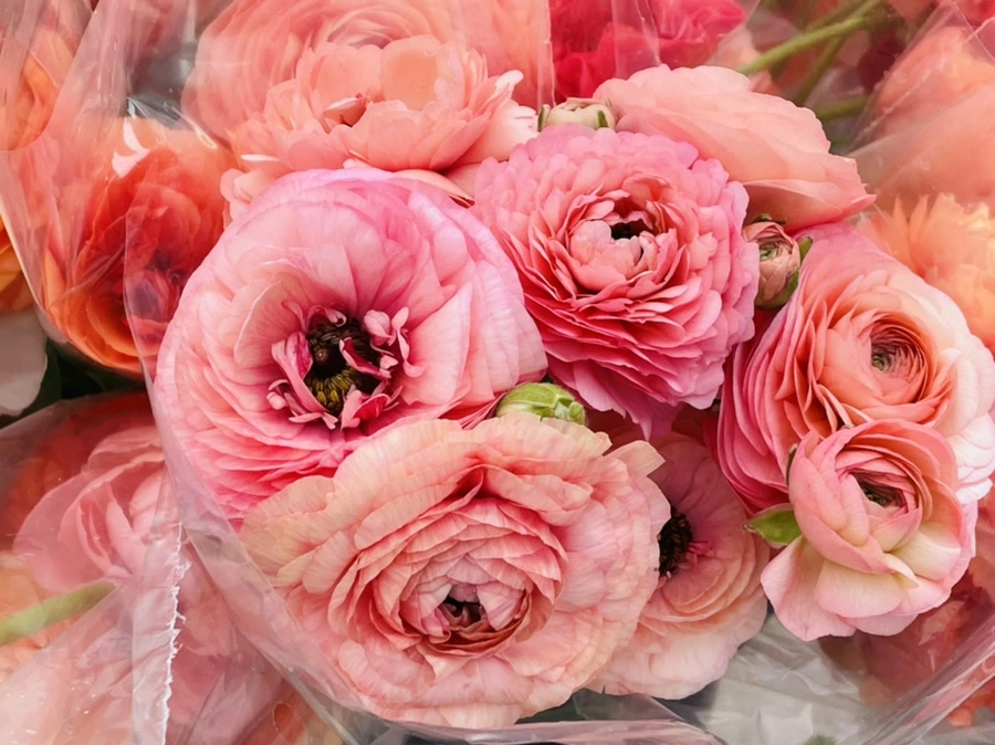 IMG_0864.jpg?type=w966