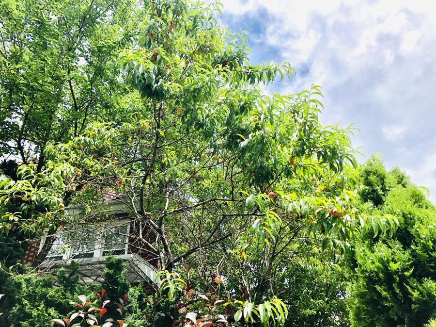 IMG_0918.jpg?type=w966