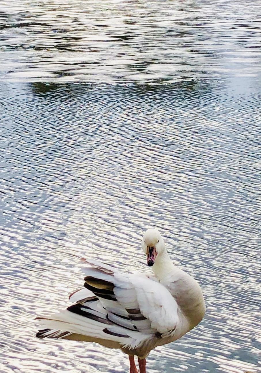 IMG_5080.jpg?type=w966