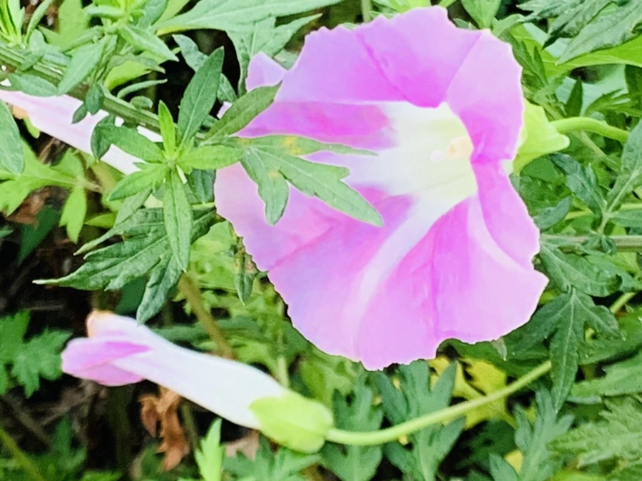 IMG_5989.jpg?type=w966