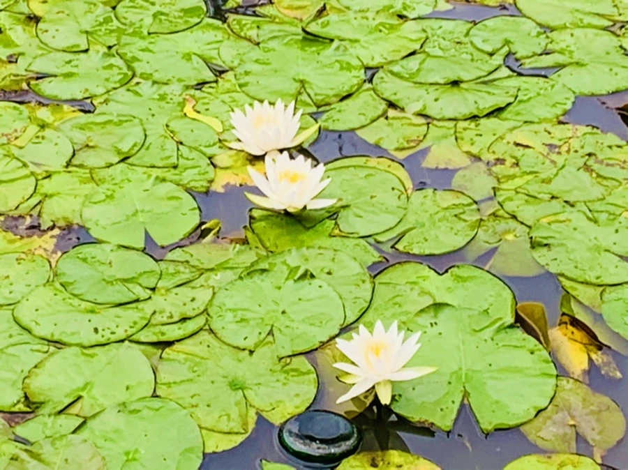 IMG_7849.jpg?type=w966