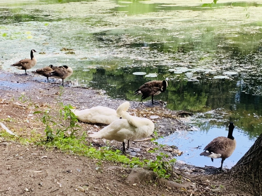 IMG_7513.jpg?type=w966