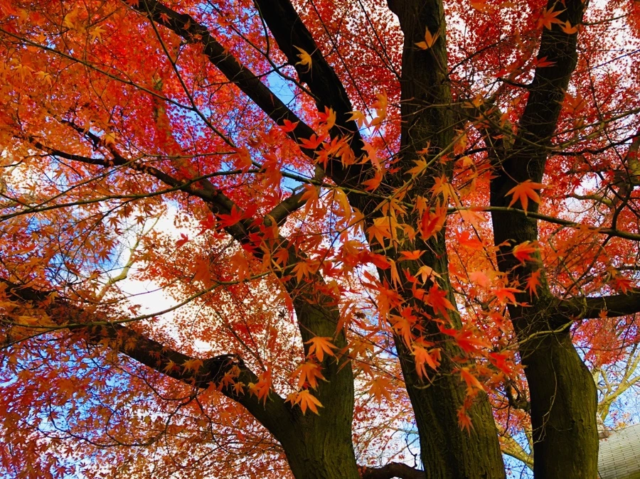 IMG_5515.jpg?type=w966