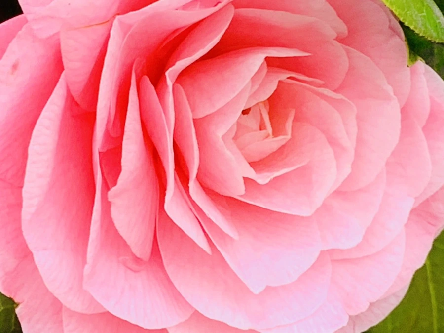 IMG_1433.jpg?type=w966