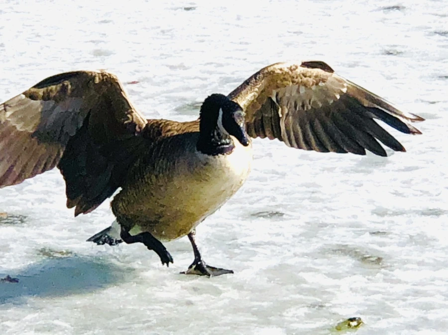 IMG_5123.jpg?type=w966