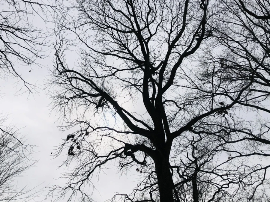 IMG_2622.jpg?type=w966